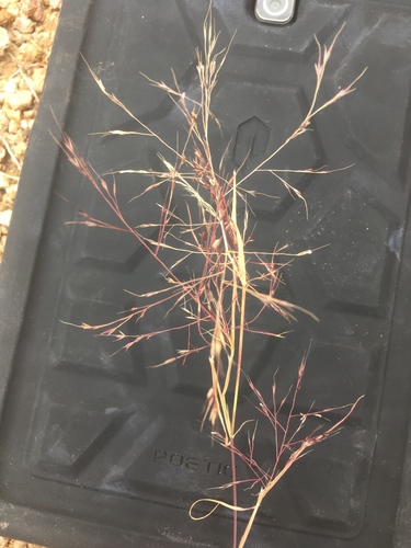 Muhlenbergia microsperma — photo