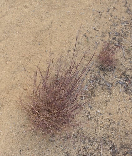 Muhlenbergia microsperma