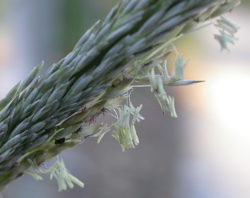 Muhlenbergia rigens (Deer Grass) — photo