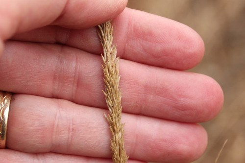 Muhlenbergia rigens (Deer Grass) — photo