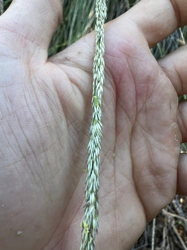 Muhlenbergia rigens