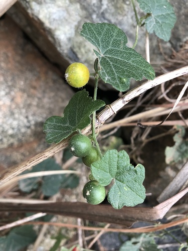 Mukia maderaspatana (Madras pea pumpkin) — photo