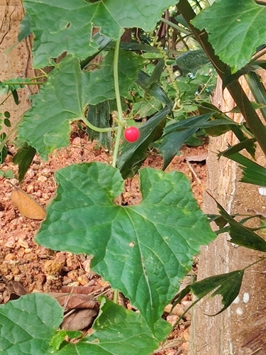 Mukia maderaspatana (Madras pea pumpkin) — photo