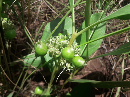 Multidentia concrescens — photo