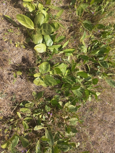 Multidentia concrescens — photo