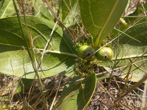 Multidentia concrescens