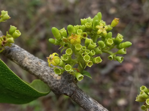 Multidentia crassa