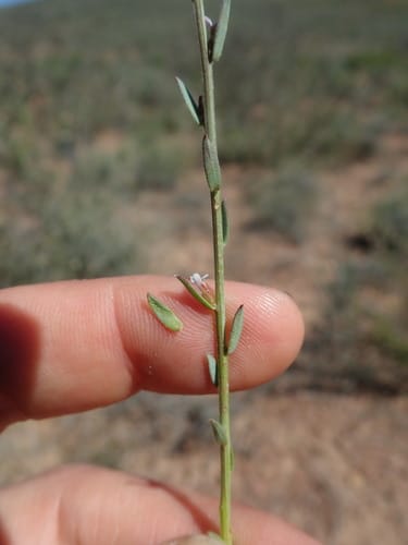 Muraltia parvifolia — photo