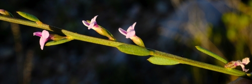 Muraltia parvifolia