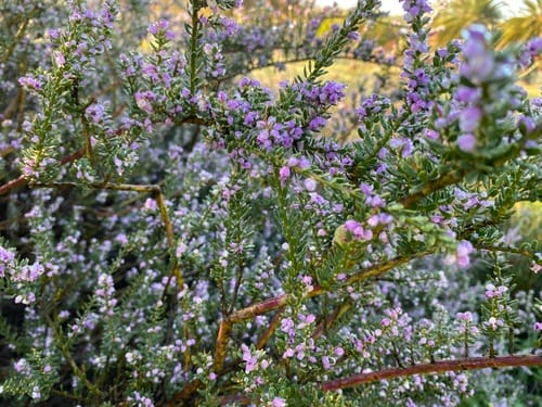 Muraltia spinosa (Tortoise berry) — photo