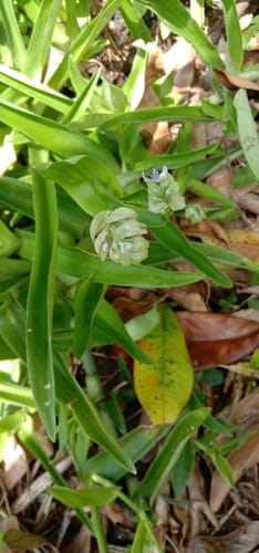 Murdannia bracteata — photo