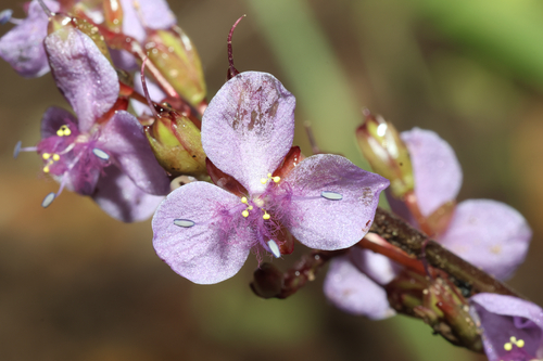 Murdannia edulis — photo