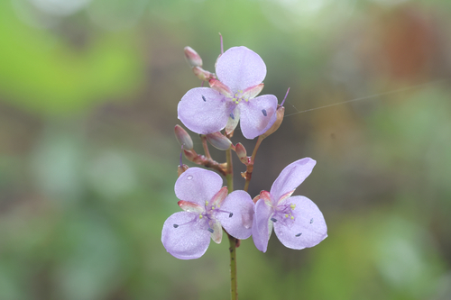 Murdannia edulis