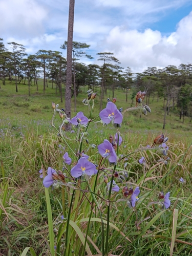 Murdannia gigantea (Giant wandering jew) — photo