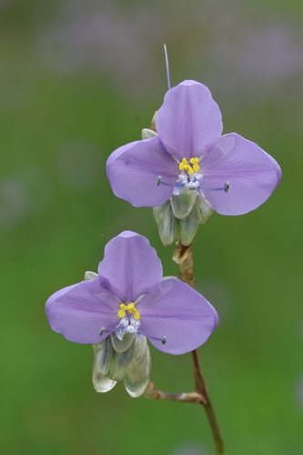 Murdannia gigantea (Giant wandering jew) — photo