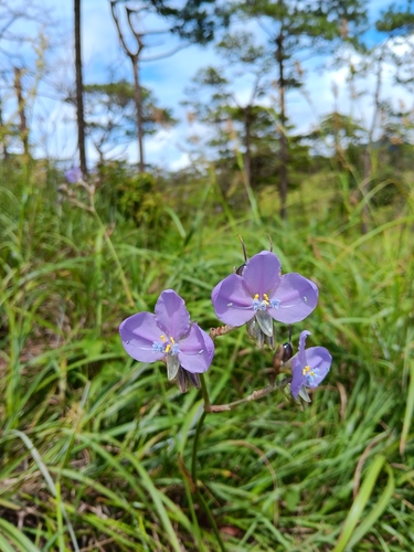 Murdannia gigantea