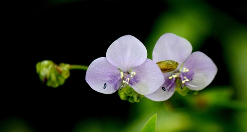 Murdannia simplex — photo
