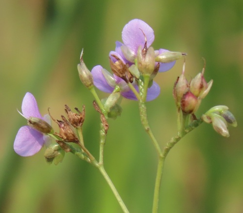 Murdannia simplex — photo