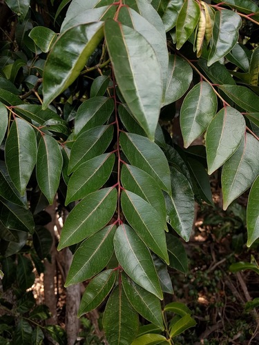 Murraya crenulata (Murraya tree) — photo