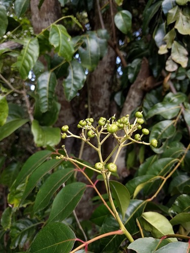 Murraya crenulata (Murraya tree) — photo