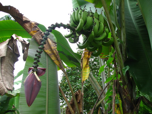 Musa acuminata subsp. malaccensis — photo