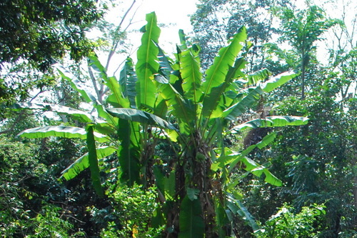Musa acuminata subsp. malaccensis — photo
