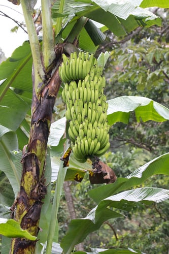 Musa acuminata subsp. malaccensis