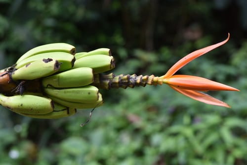Musa aurantiaca — photo