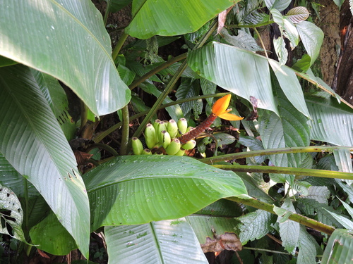 Musa aurantiaca