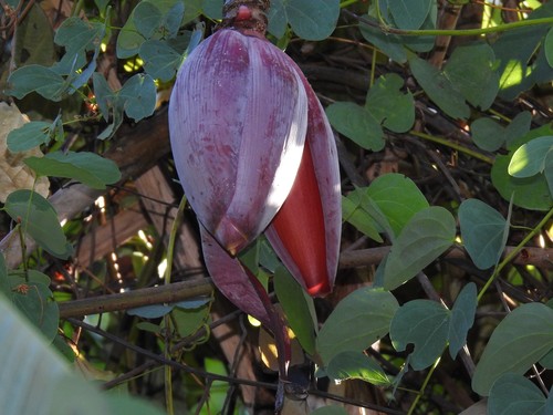 Musa balbisiana var. liukiuensis — photo