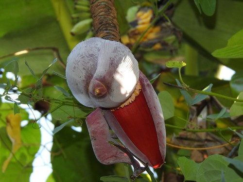 Musa balbisiana var. liukiuensis — photo