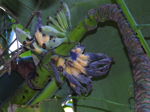 Musa balbisiana var. liukiuensis