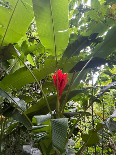 Musa coccinea (Chuoi rung) — photo