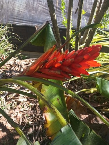Musa coccinea (Chuoi rung) — photo