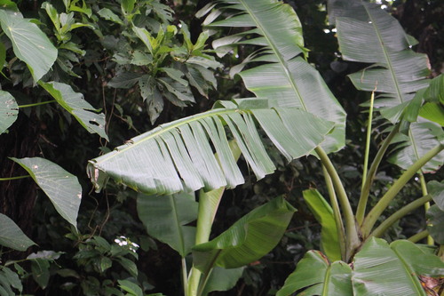 Musa insularimontana