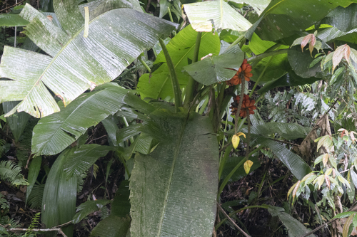 Musa johnsii