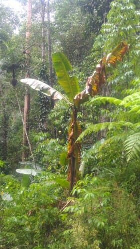 Musa lolodensis — photo