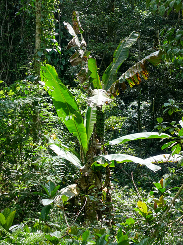 Musa lolodensis