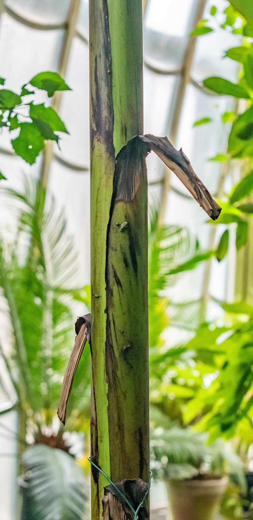Musa mannii (Indian dwarf banana) — photo