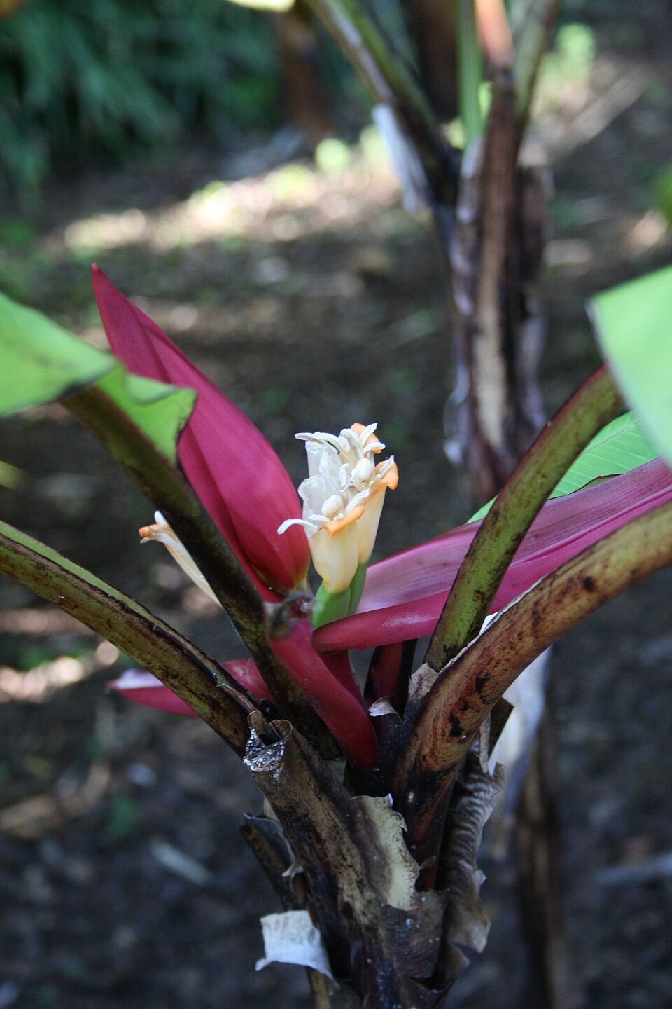 Musa mannii