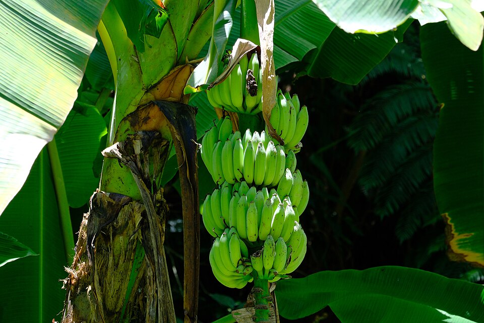 Musa nana