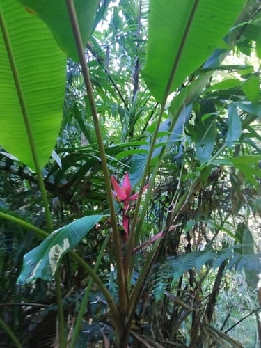 Musa sanguinea — photo