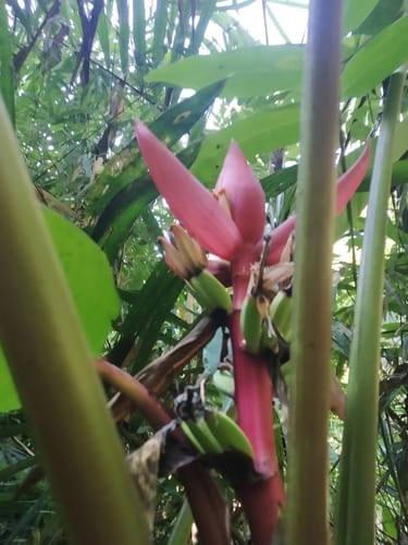 Musa sanguinea — photo