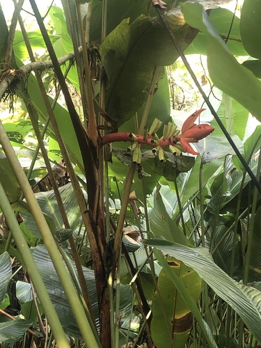 Musa sanguinea