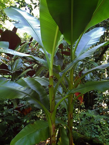 Musa uranoscopus (Red-flowering banana) — photo