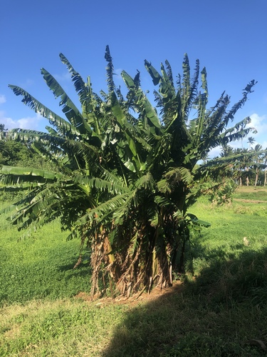 Musa uranoscopus (Red-flowering banana) — photo