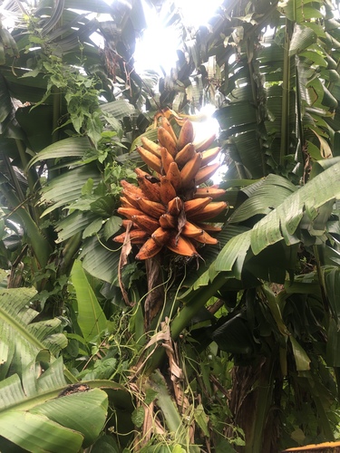 Musa uranoscopus
