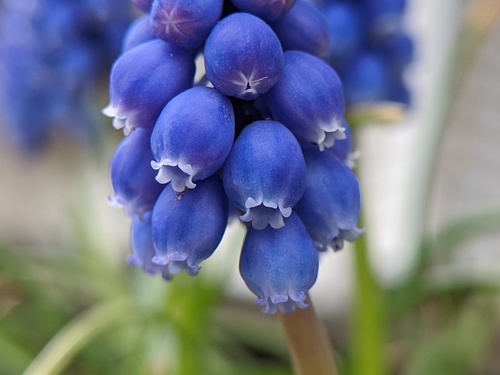 Muscari botryoides (Italian grape-hyacinth) — photo