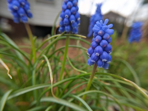 Muscari botryoides (Italian grape-hyacinth) — photo