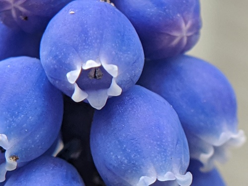 Muscari botryoides